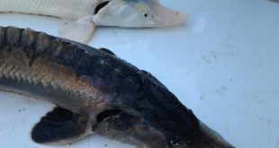 پخش عمده ماهی خاویار در کشور