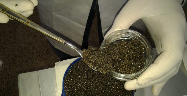 قیمت روز خاویار اوزون برون caviar